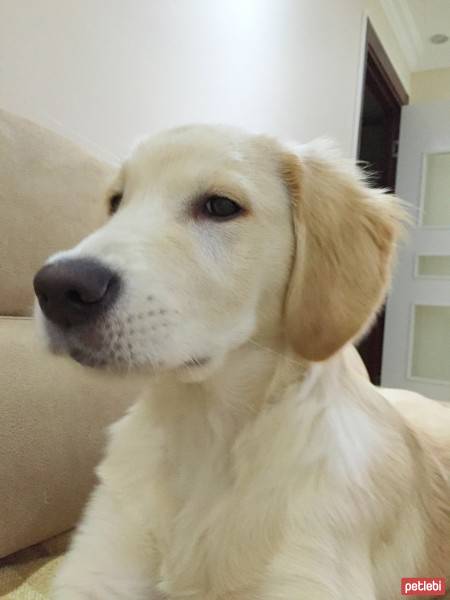 Golden Retriever, Köpek  Arthurr fotoğrafı