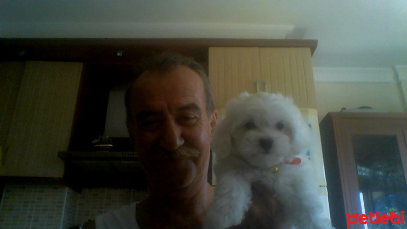 Maltese, Köpek  Pamuk fotoğrafı