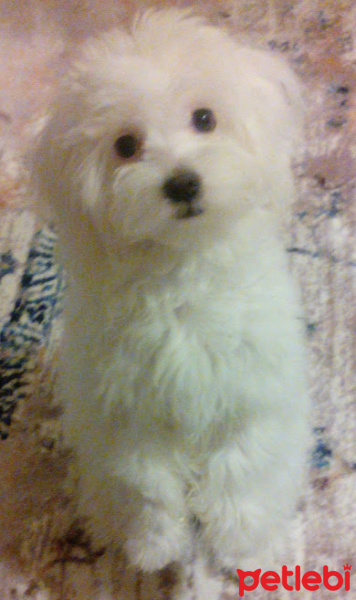 Maltese, Köpek  Pamuk fotoğrafı