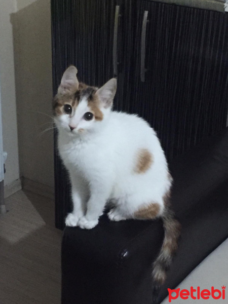 Tekir Kedi, Kedi  Matmazel fotoğrafı