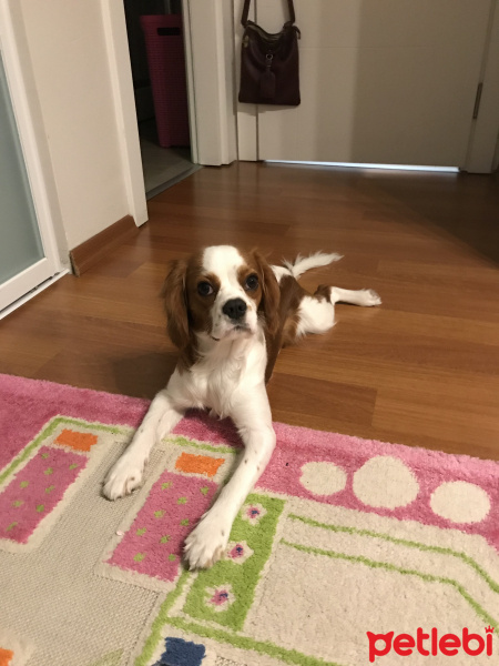 Cavalier King Charles Spanieli, Köpek  Kahve fotoğrafı