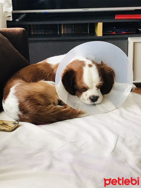 Cavalier King Charles Spanieli, Köpek  Kahve fotoğrafı
