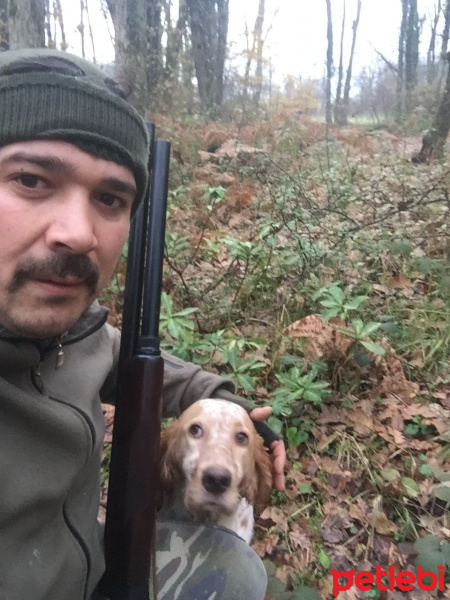 İngiliz Setter, Köpek  leon fotoğrafı