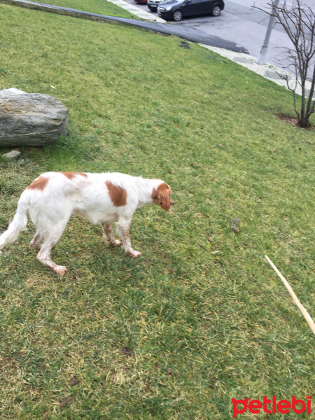 İngiliz Setter, Köpek  leon fotoğrafı