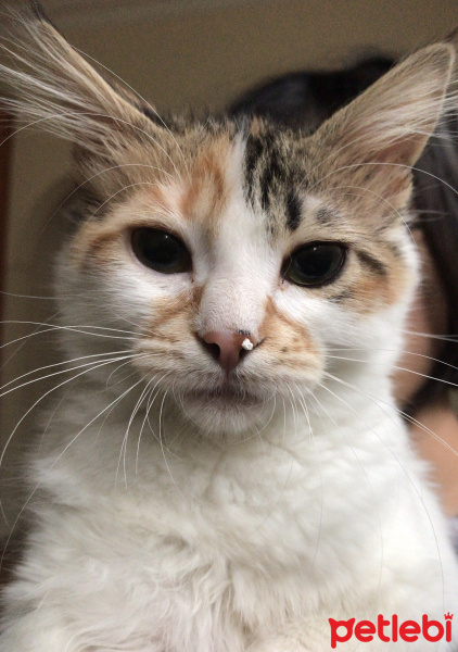 Tekir Kedi, Kedi  Sakız fotoğrafı