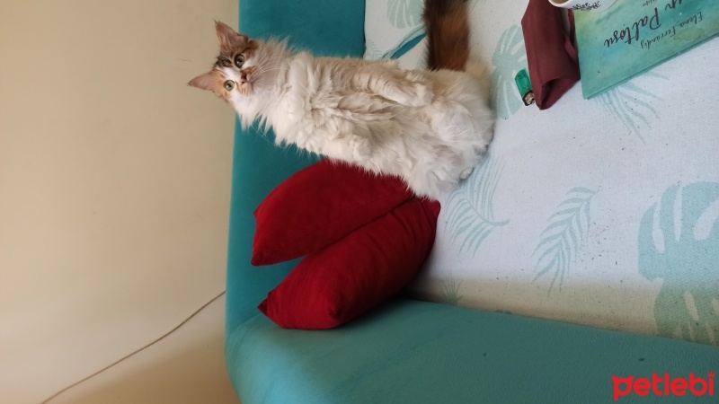 Tekir Kedi, Kedi  Sakız fotoğrafı