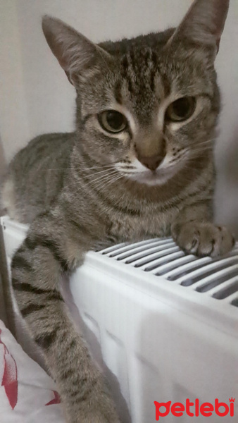 Tekir Kedi, Kedi  Şapşik fotoğrafı