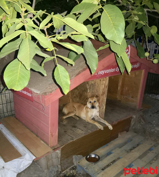 Boxer, Köpek  Tera fotoğrafı