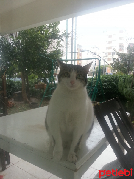 Ankara Kedisi, Kedi  Noname fotoğrafı