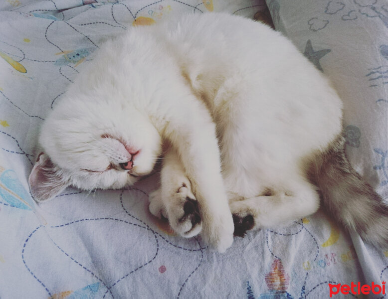 British Shorthair, Kedi  Mia ponçik fotoğrafı