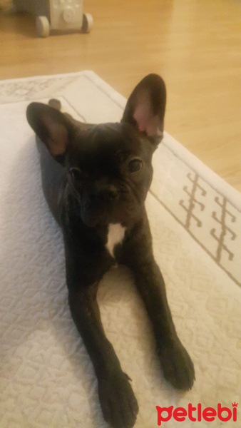 Fransız Bulldog, Köpek  Charlie fotoğrafı