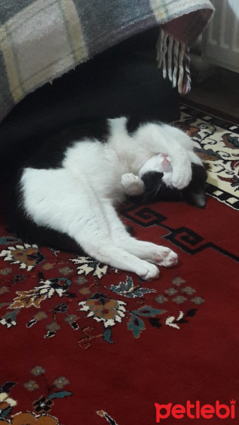 Tekir Kedi, Kedi  Gece fotoğrafı