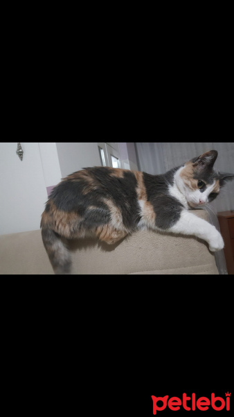Tekir Kedi, Kedi  Boncuk fotoğrafı