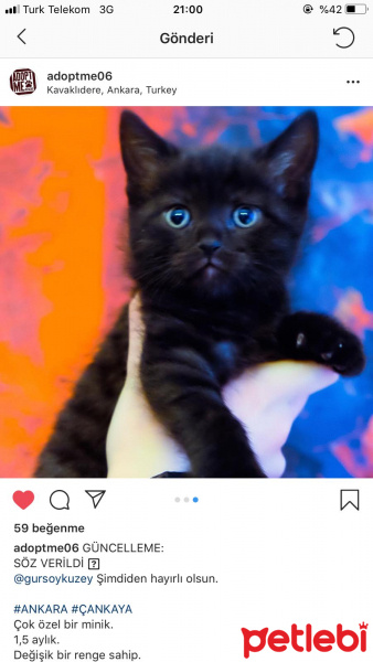 Scottish Fold, Kedi  Zeytin fotoğrafı