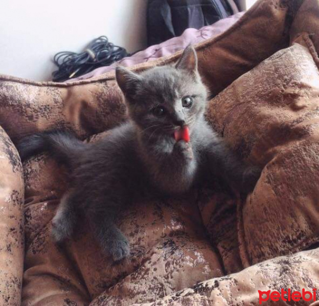 British Shorthair, Kedi  Venüs fotoğrafı