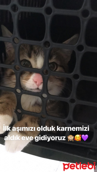 Tekir Kedi, Kedi  Duman fotoğrafı