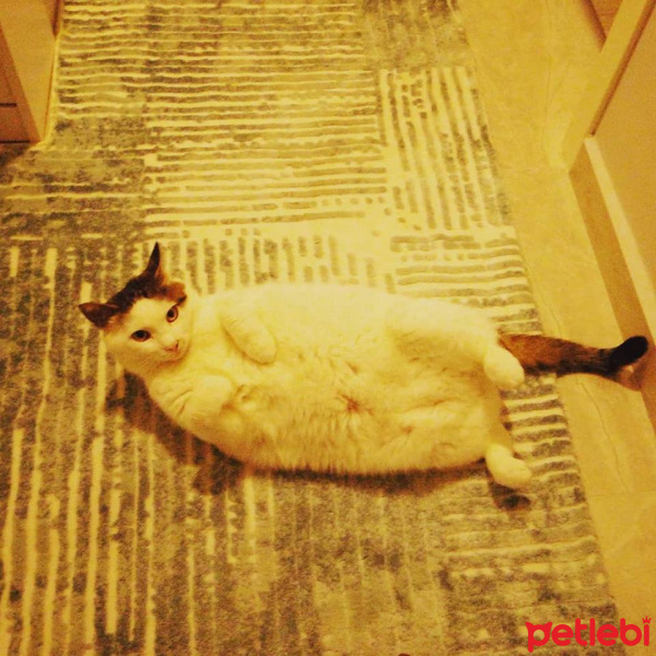 Tekir Kedi, Kedi  Yoda fotoğrafı