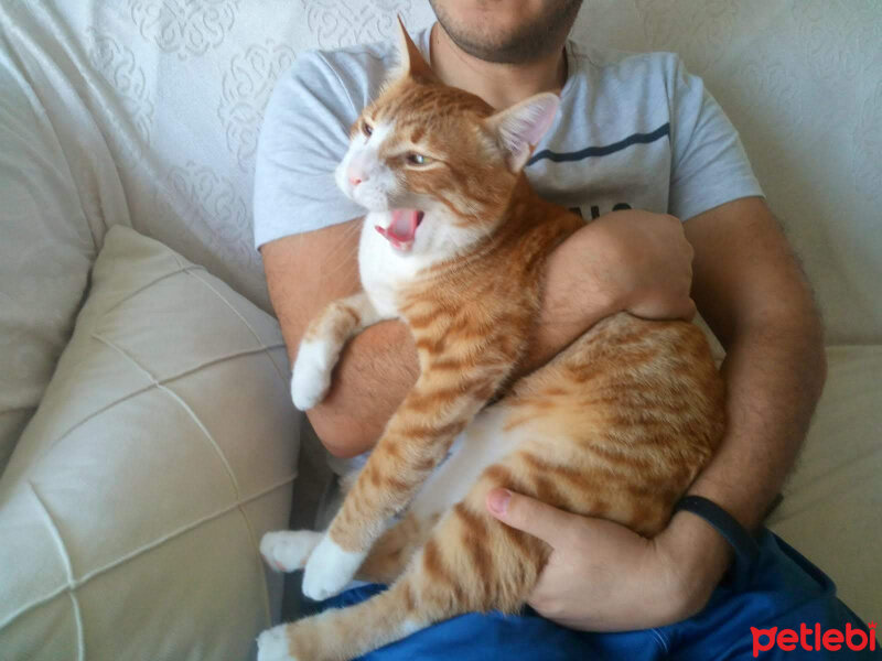 Tekir Kedi, Kedi  TARÇIN fotoğrafı