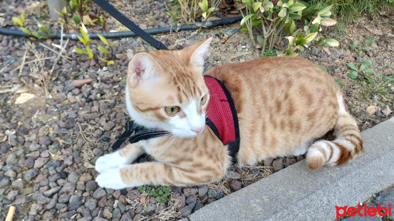 Tekir Kedi, Kedi  TARÇIN fotoğrafı