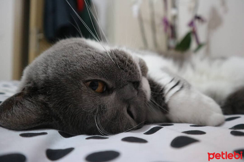 British Shorthair, Kedi  Mika fotoğrafı