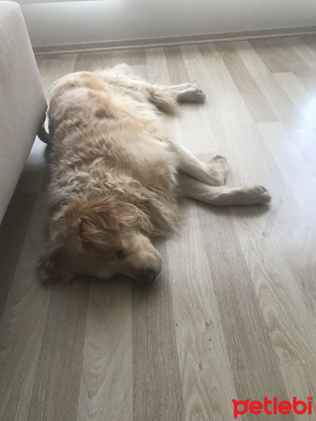 Golden Retriever, Köpek  Guti fotoğrafı