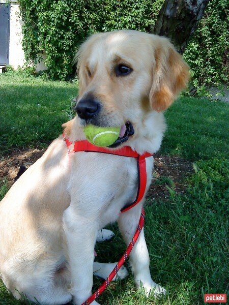 Golden Retriever, Köpek  şans fotoğrafı