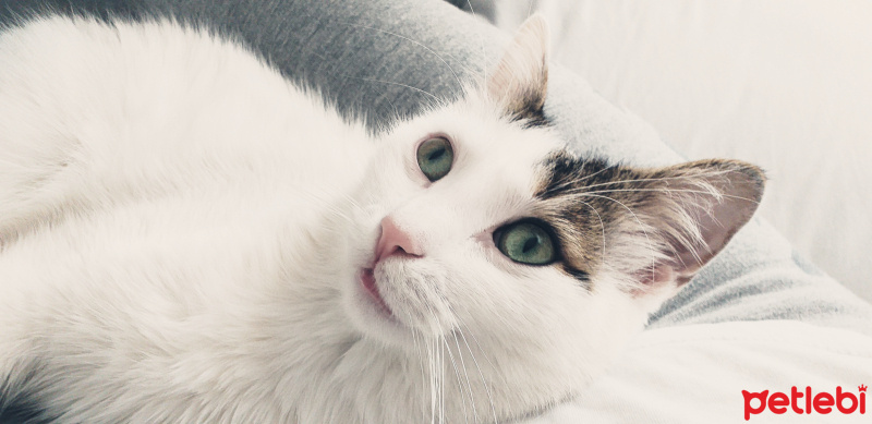 Tekir Kedi, Kedi  Minnoş fotoğrafı