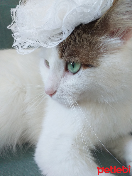 Tekir Kedi, Kedi  Minnoş fotoğrafı
