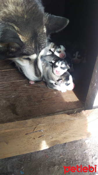 Sibirya Kurdu (Husky), Köpek  Coo fotoğrafı
