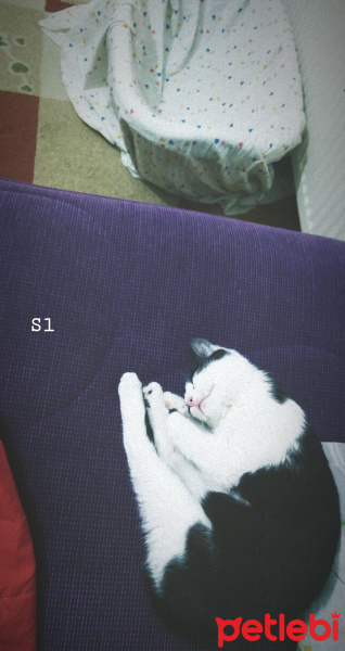 Tekir Kedi, Kedi  Mari fotoğrafı