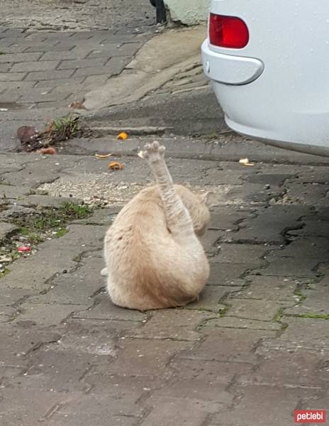 Ragamuffin, Kedi  Güçlü fotoğrafı