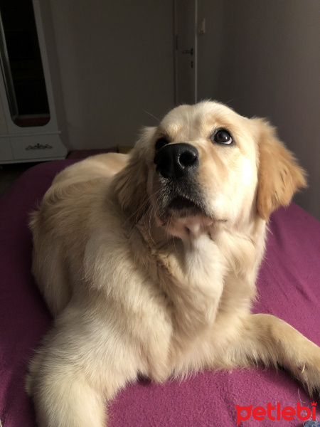 Golden Retriever, Köpek  Rio ( Aslan dediğimizdede bakıyor )  fotoğrafı