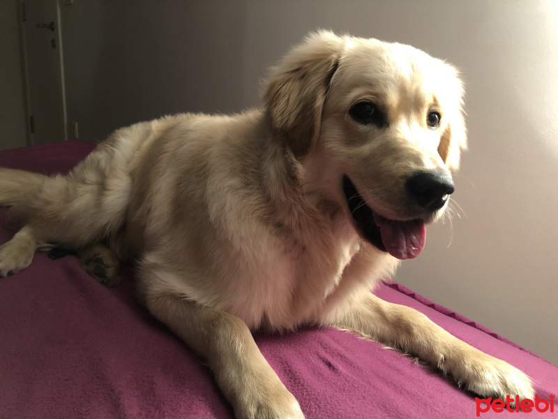 Golden Retriever, Köpek  Rio ( Aslan dediğimizdede bakıyor )  fotoğrafı