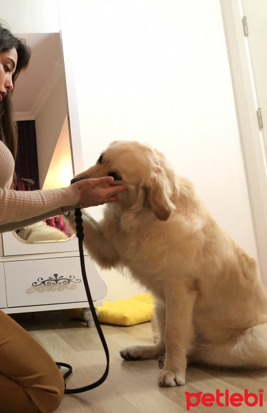 Golden Retriever, Köpek  Rio ( Aslan dediğimizdede bakıyor )  fotoğrafı