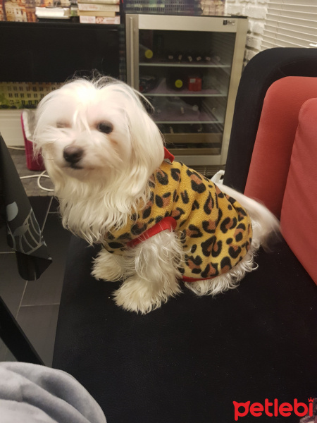 Maltese, Köpek  Mia fotoğrafı