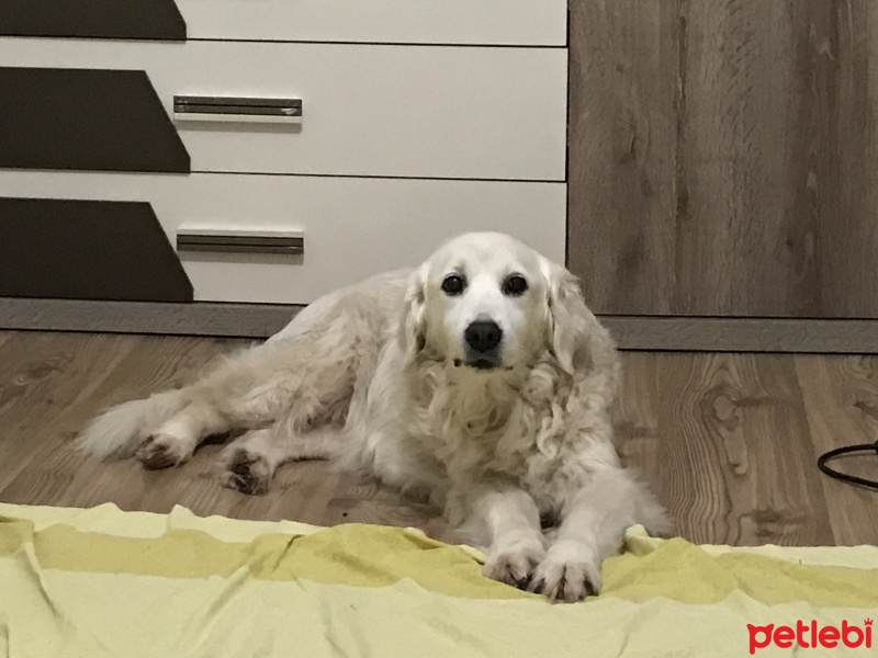 Golden Retriever, Köpek  Mila fotoğrafı