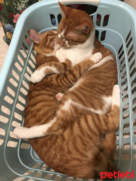 Sarman, Kedi  Tarçın fotoğrafı