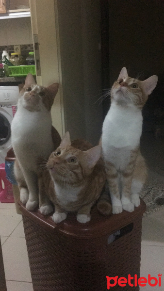Sarman, Kedi  Tarçın fotoğrafı