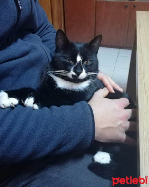 Tuxedo (Smokin) Kedi, Kedi  Pati fotoğrafı
