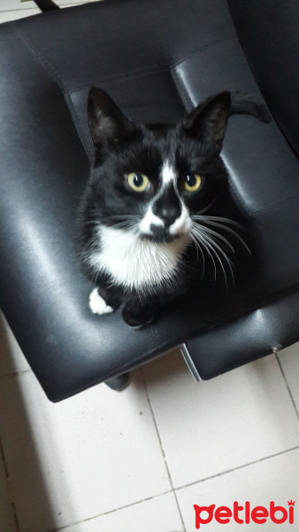 Tuxedo (Smokin) Kedi, Kedi  Pati fotoğrafı