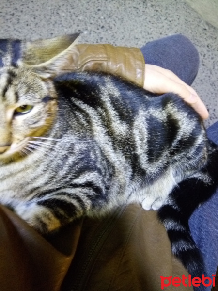 Tekir Kedi, Kedi  Mırıl fotoğrafı