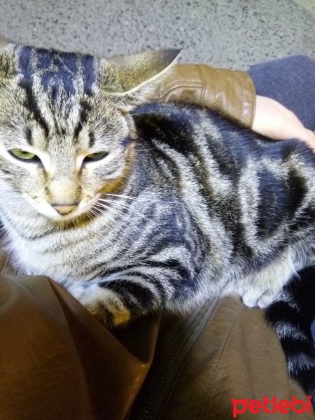 Tekir Kedi, Kedi  Mırıl fotoğrafı