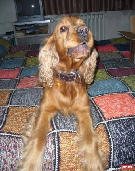 İngiliz Cocker Spaniel, Köpek  Votka fotoğrafı