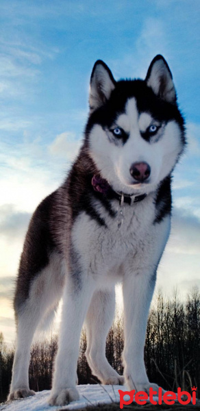 Kangal, Köpek  Fındık fotoğrafı