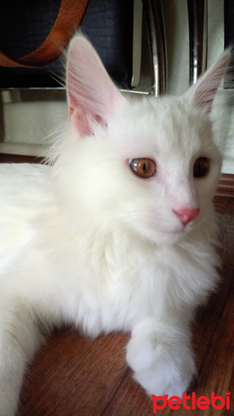 Van Kedisi, Kedi  Paşa fotoğrafı
