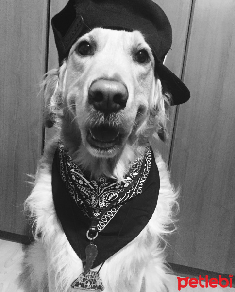 Golden Retriever, Köpek  Romeo fotoğrafı