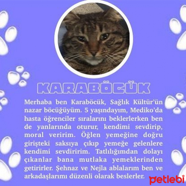 Tekir Kedi, Kedi  KARABÖCÜK fotoğrafı