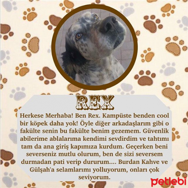 İngiliz Setter, Köpek  REX fotoğrafı