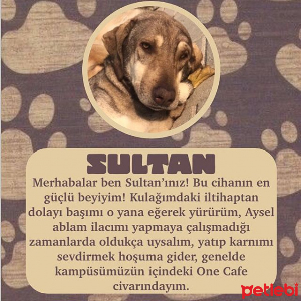 Sokö (Sokak Köpeği), Köpek  SULTAN fotoğrafı