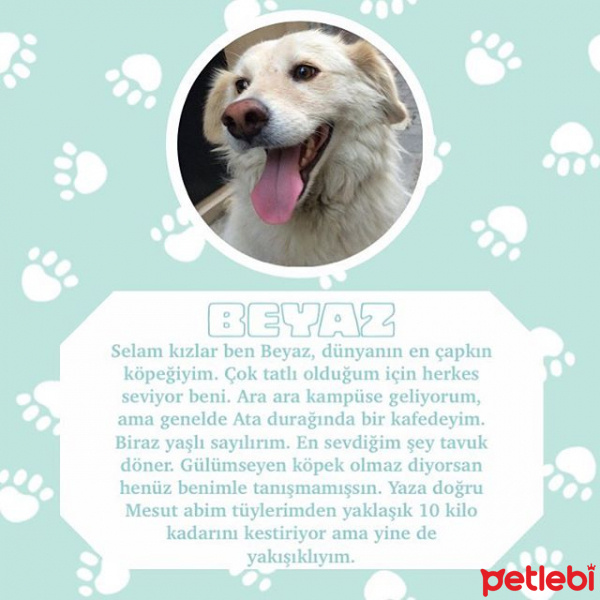 Sokö (Sokak Köpeği), Köpek  BEYAZ fotoğrafı